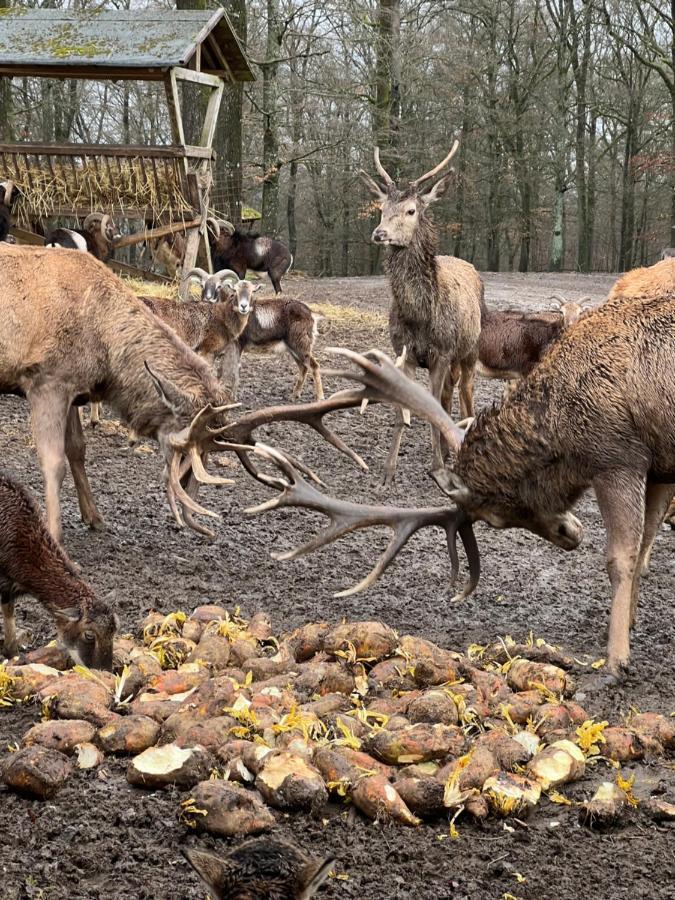 Ferienhaus Waldblick Hohenfels-Essingen Exteriör bild